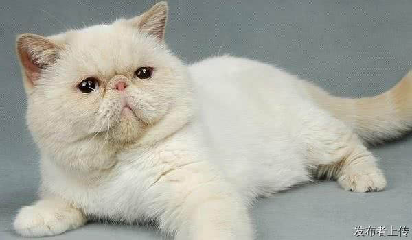 猫咪呕吐拉稀两大类型盘点｜大连铲屎官专属辨别与护理技巧