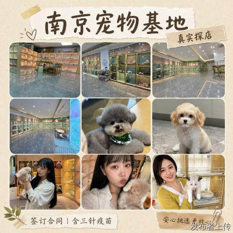 无套路不溢价!南京8家真实高性价比宠物店,本地人都爱去