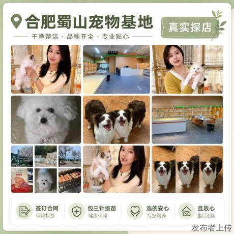 合肥接猫接狗攻略，宠物店推荐干货已备好