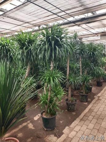 天津花卉那家绿植养护好 汇通花卉租摆公司