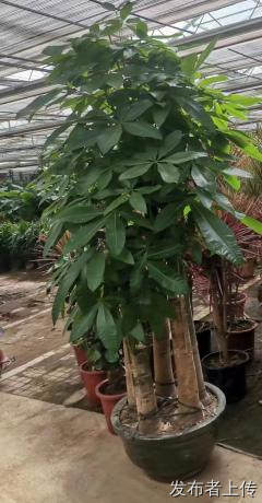 天津和平花卉租摆 设计绿植盆栽 世纪汇通花卉