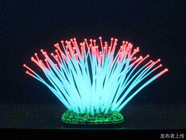 东莞荧彩水族 水族鱼缸用荧光夜光不易伤鱼不易混水硅胶珊瑚造景
