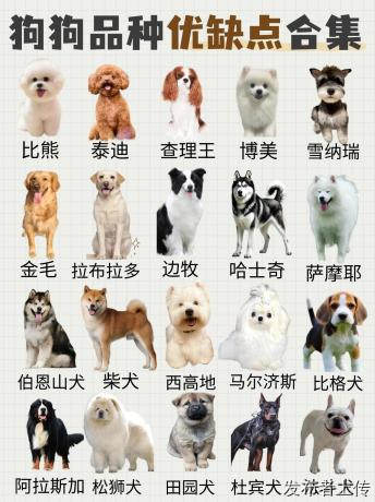 新手兰州实地挑选萌宠参考,2026 长期运营线下场地推荐