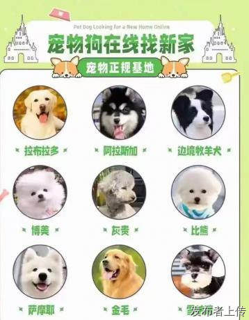 沈阳新手购宠全方位测评 分清五大渠道避开星期宠陷阱